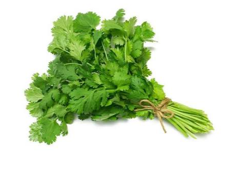 Cilantro