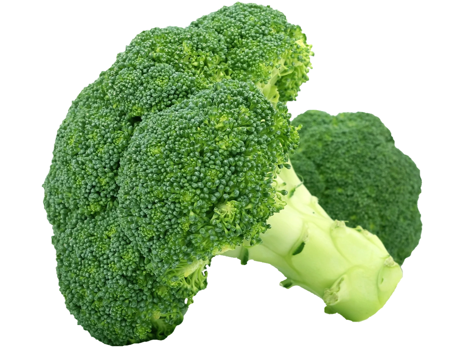 Broccoli
