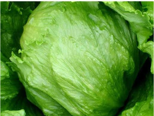 Lechuga Repollada