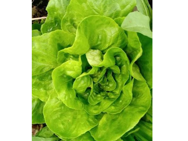 Lechuga Mantecosa