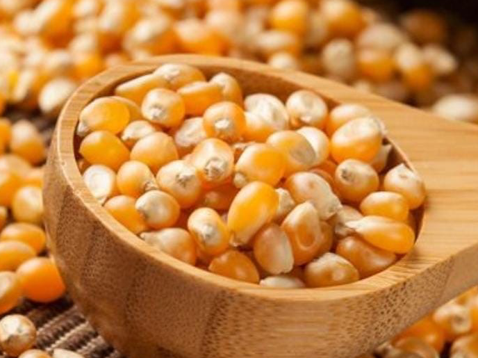 Maíz Pisingallo