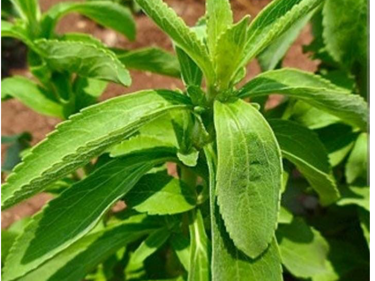 Stevia