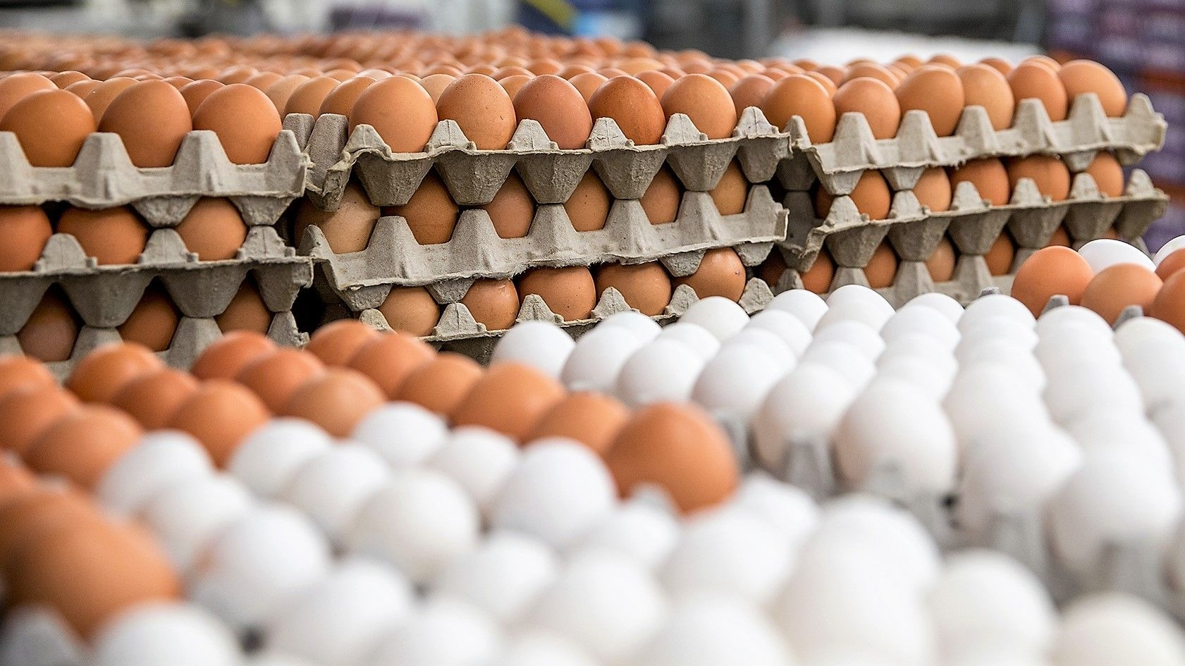 HUEVOS