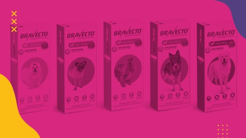 Bravecto® - Power Gold -Bit