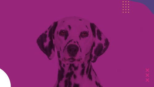 Perro con piel y estomago sensible