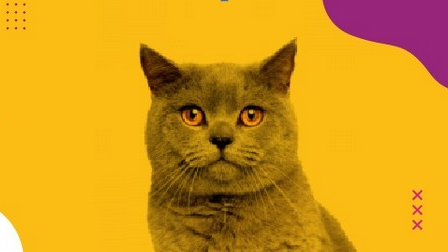 Gato Senior - Mayor de 7 años