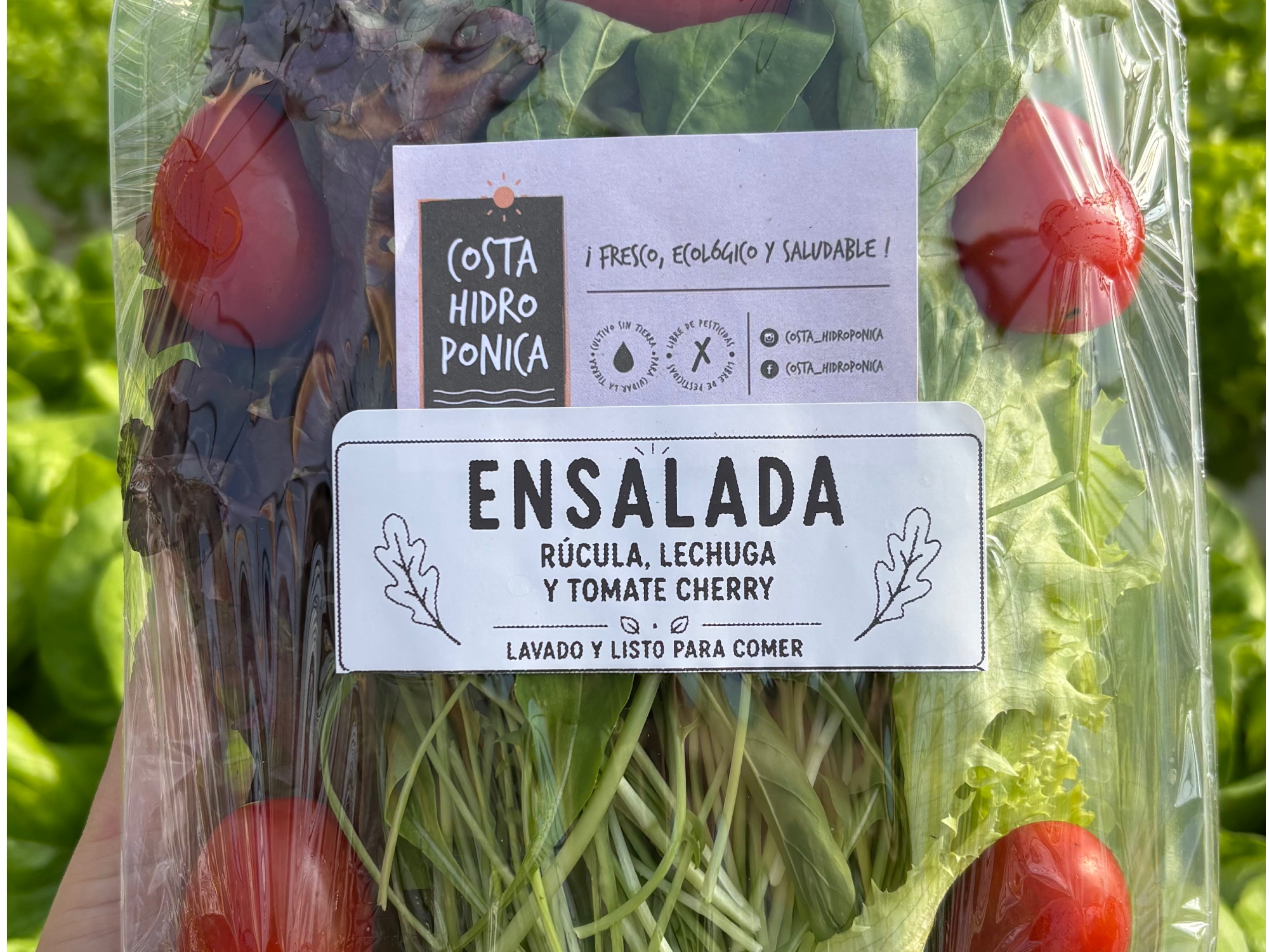 LECHUGA, RÚCULA Y CHERRY