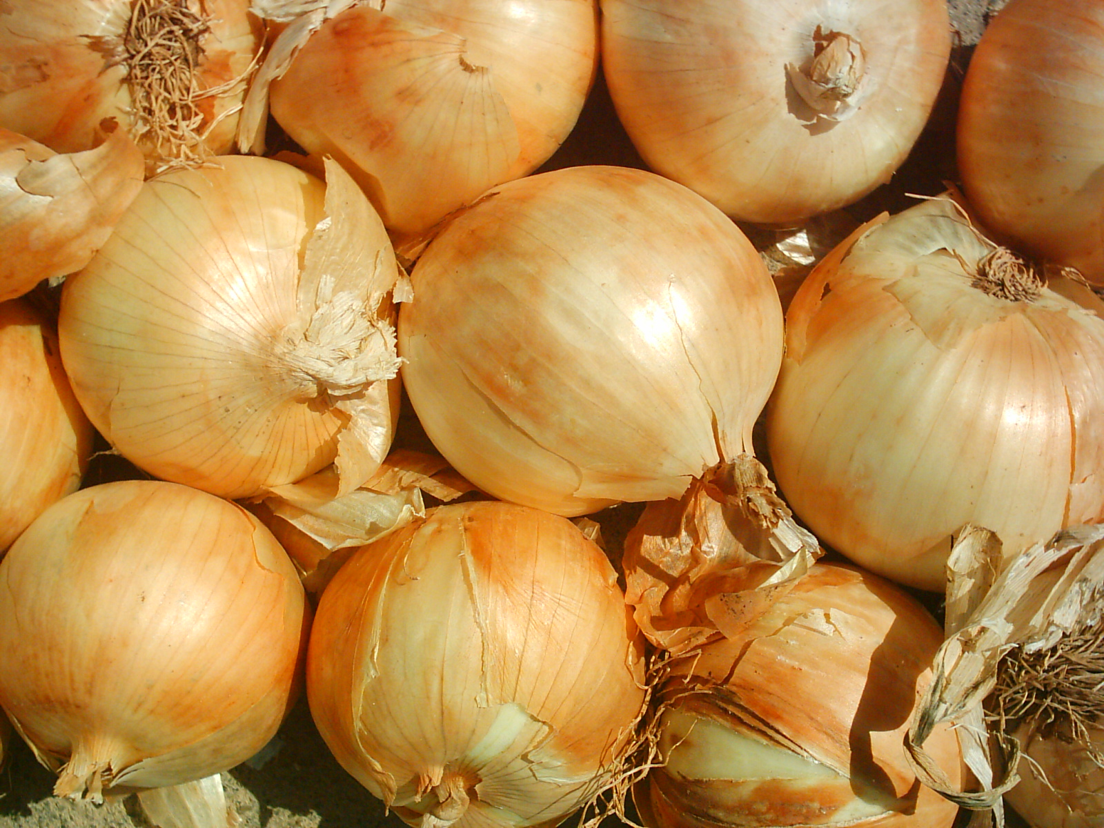 CEBOLLA