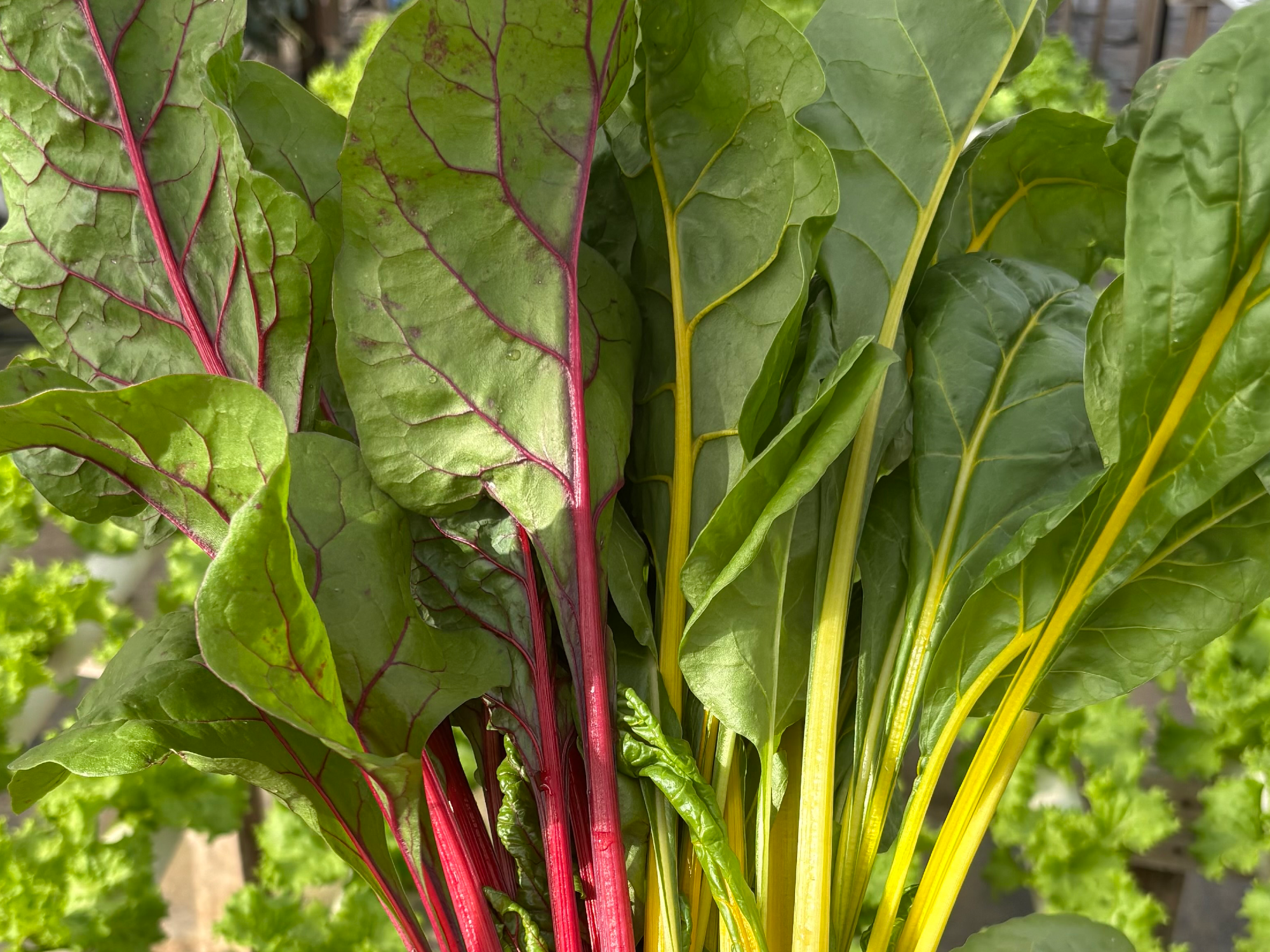 ACELGA PENCA AMARILLA