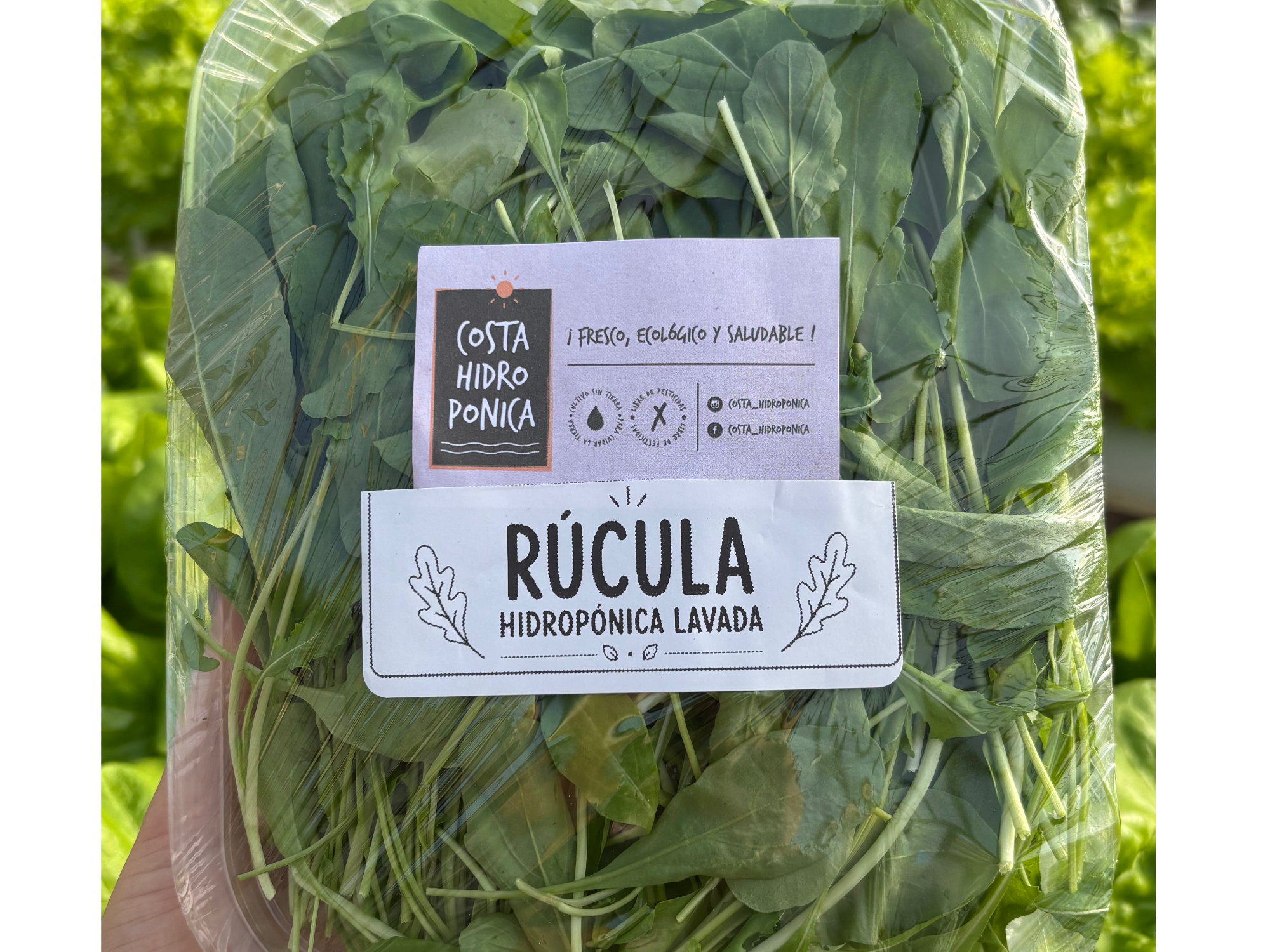 RÚCULA LAVADA