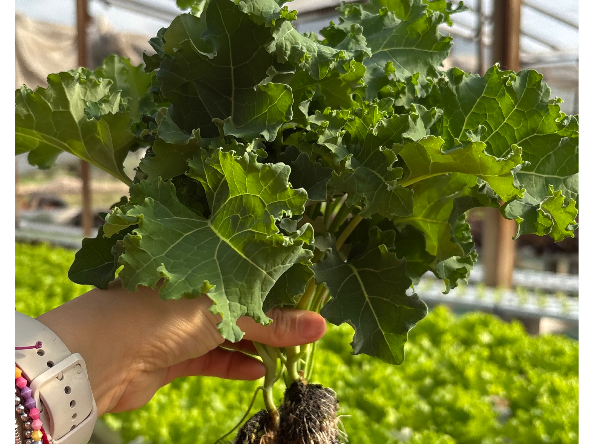 KALE