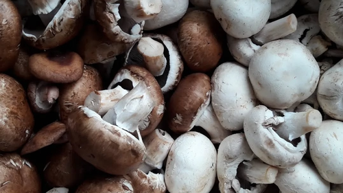 🍄Hongos