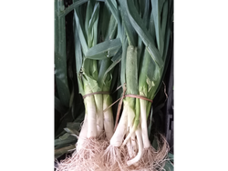 Puerro Agro 250g