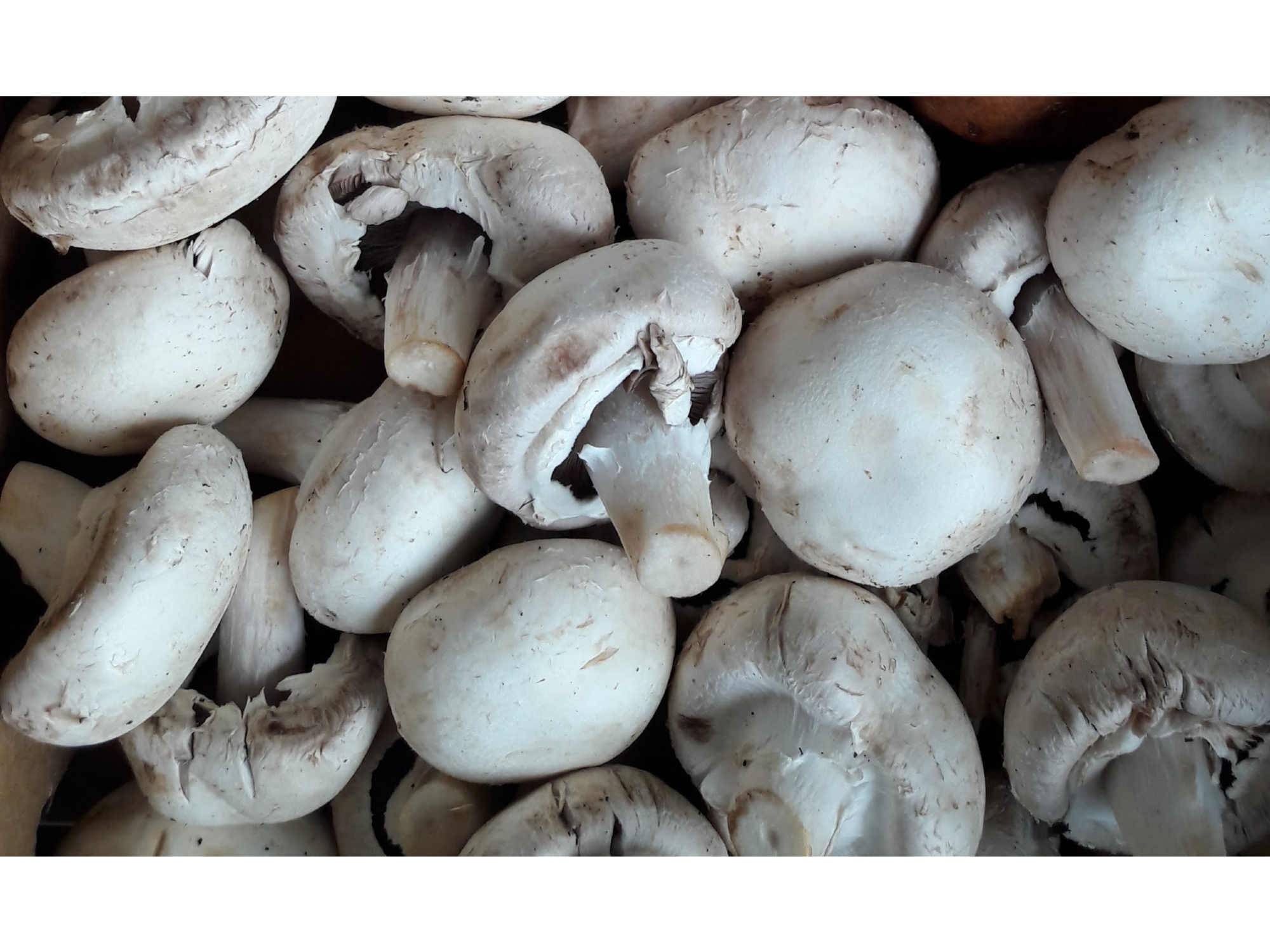 Champiñones