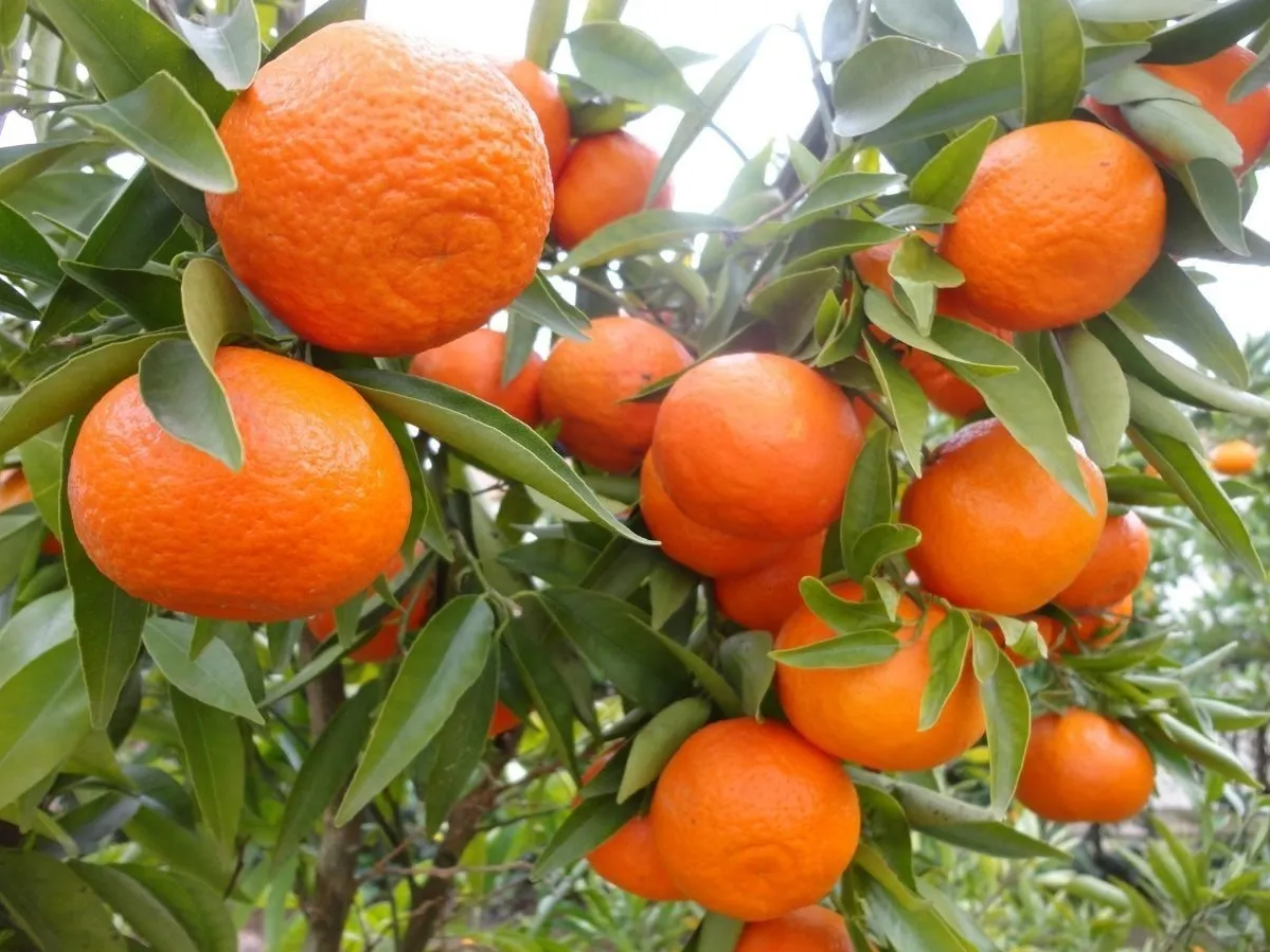 🧡Mandarina Agroecológica