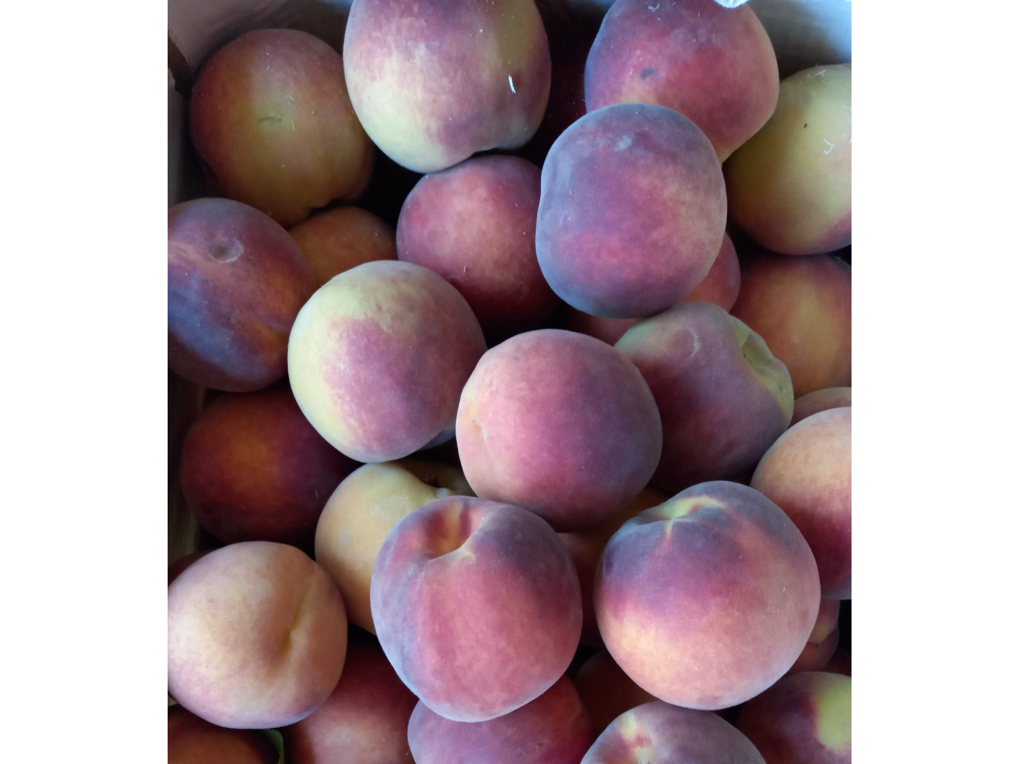 🍑Durazno  orgánico (A confirmar)