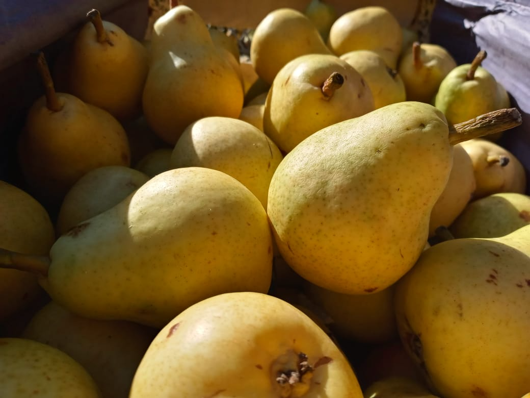 🍐Pera Agro (A confirmar) 📣