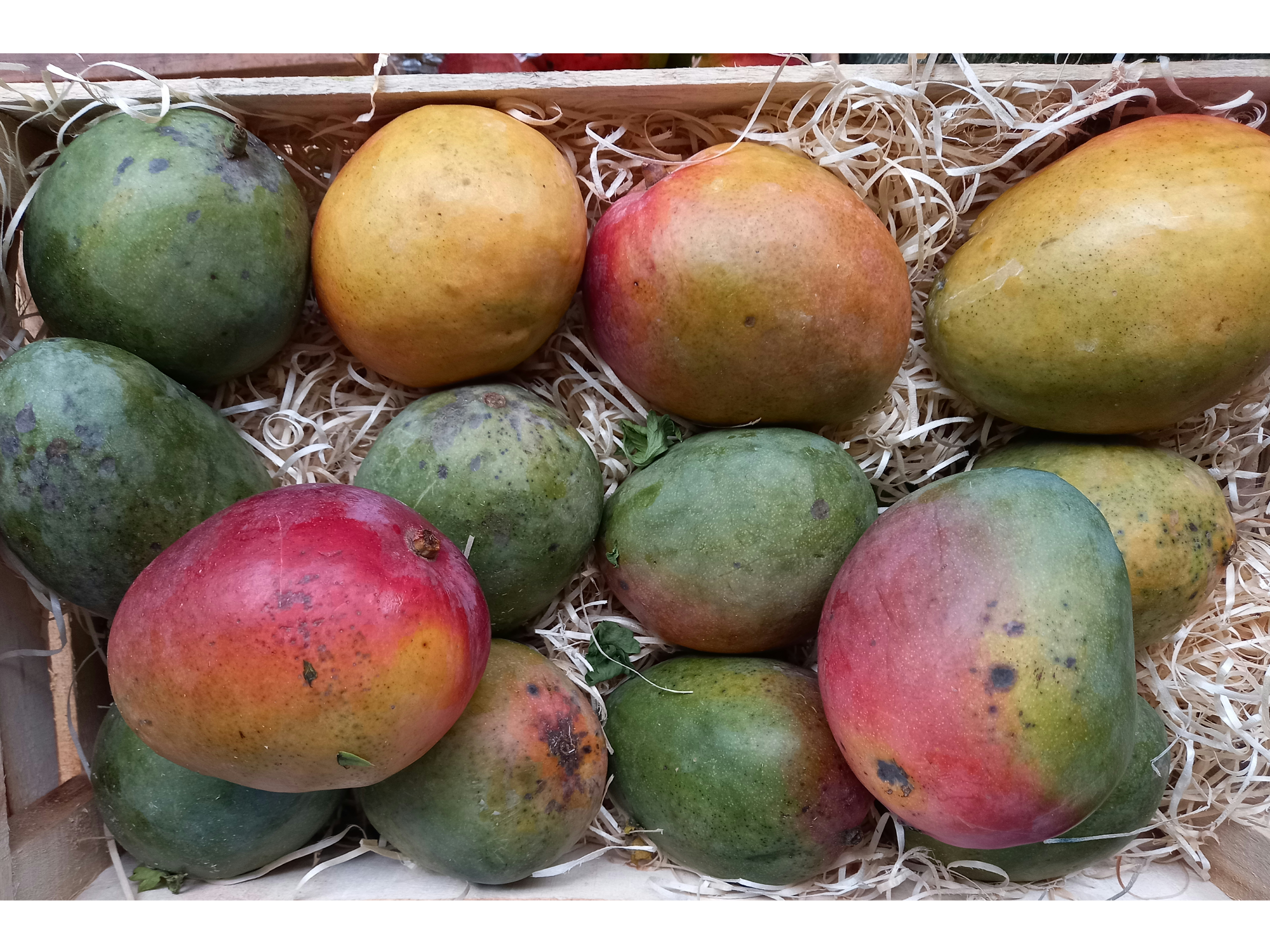 🥭Mango Agro (A CONFIRMAR)
