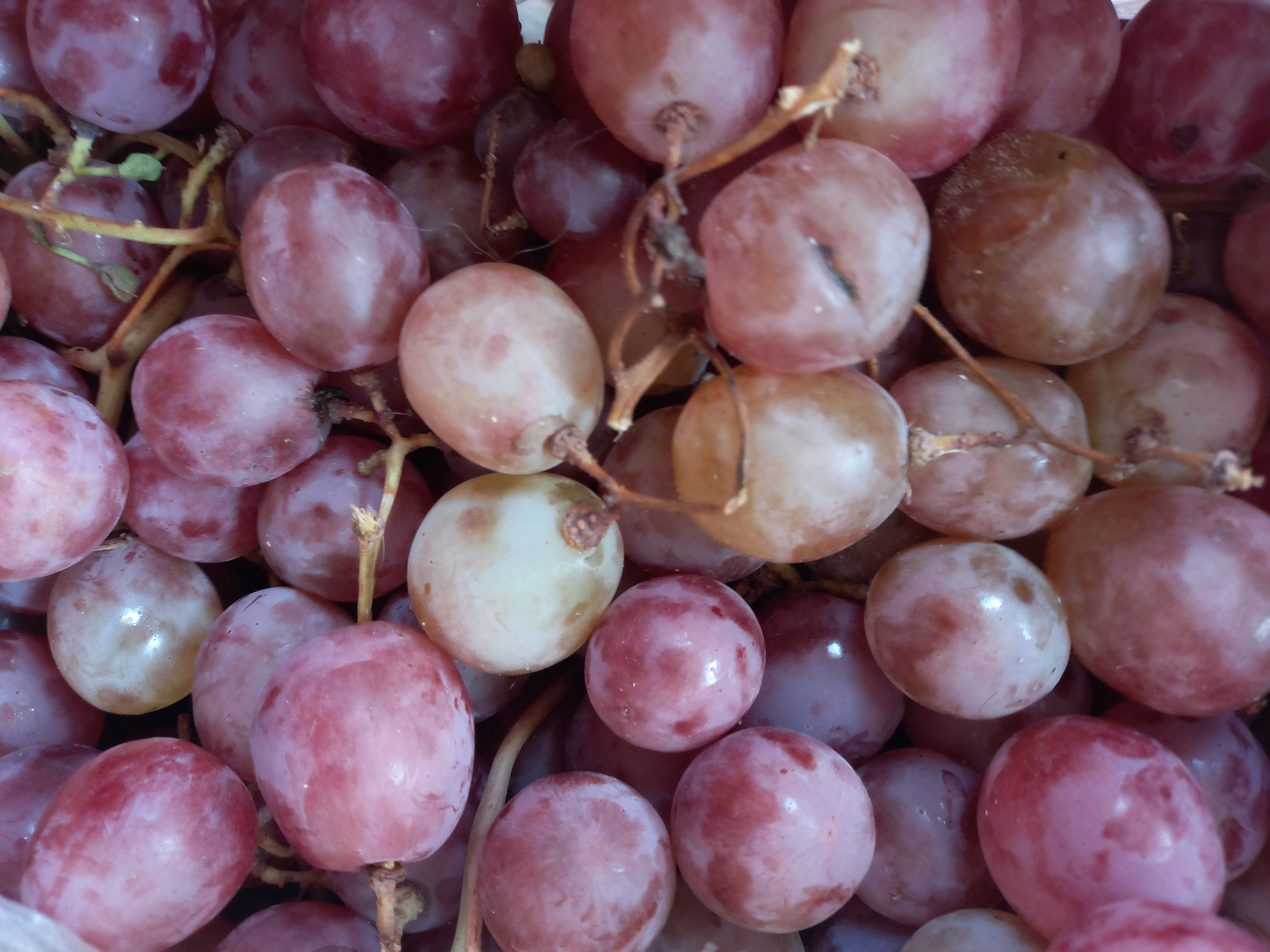 🍇Uva Agro (A confirmar)