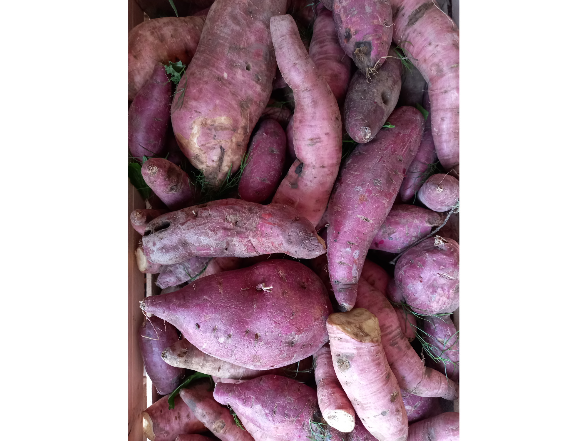 🍠 Batata morada Agro