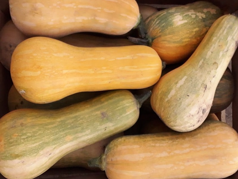 Anco orgánico "De la lucrecia" 1.5kilos