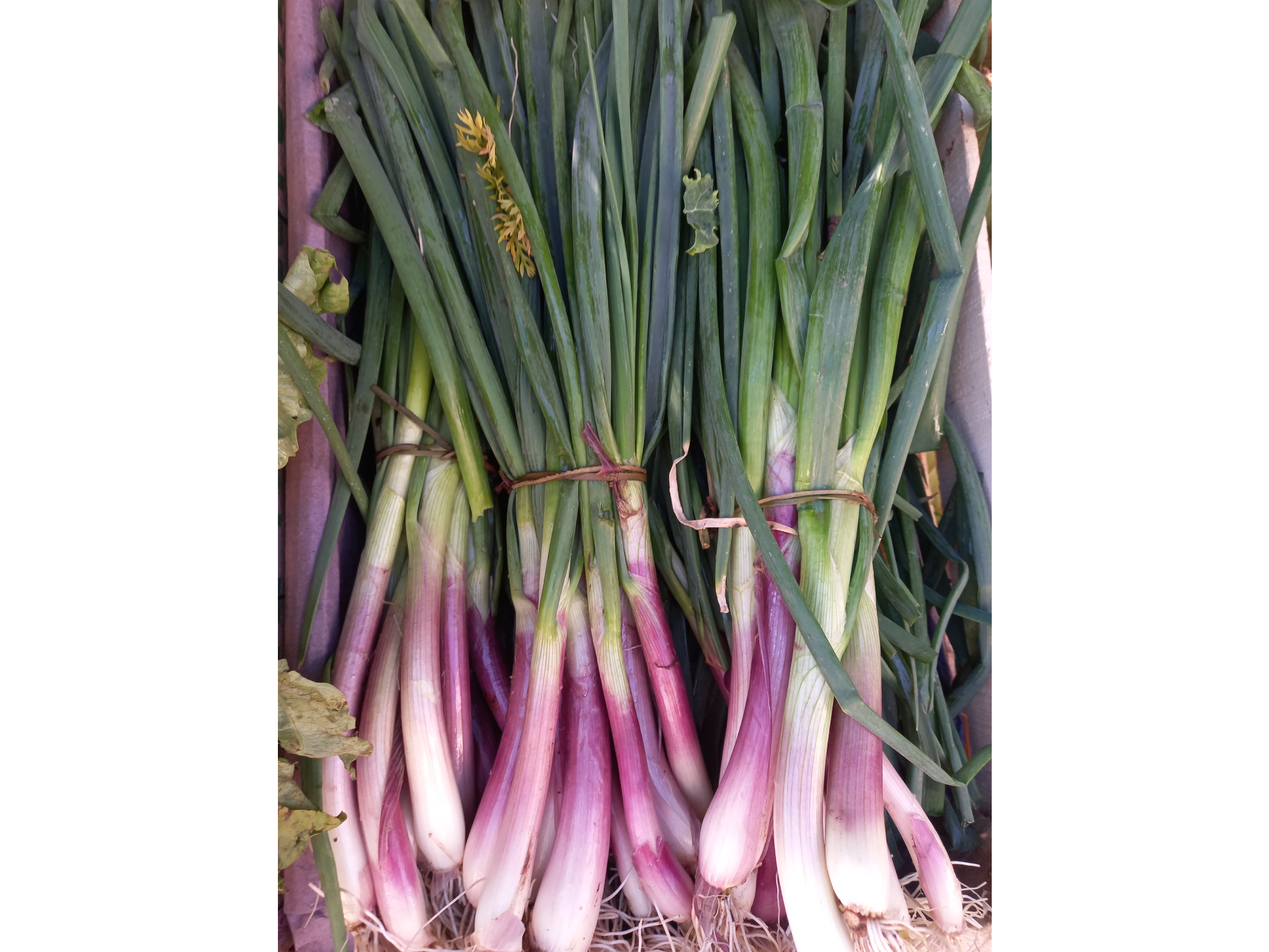 Cebolla de verdeo 250gr