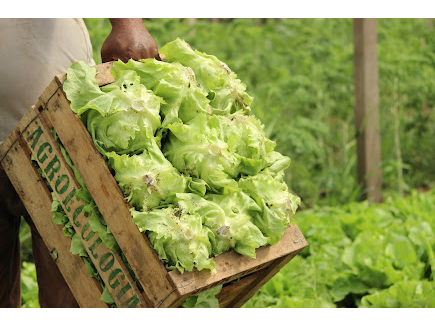 🥬Lechuga Agro 250gr