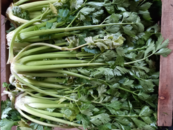 Apio Agro