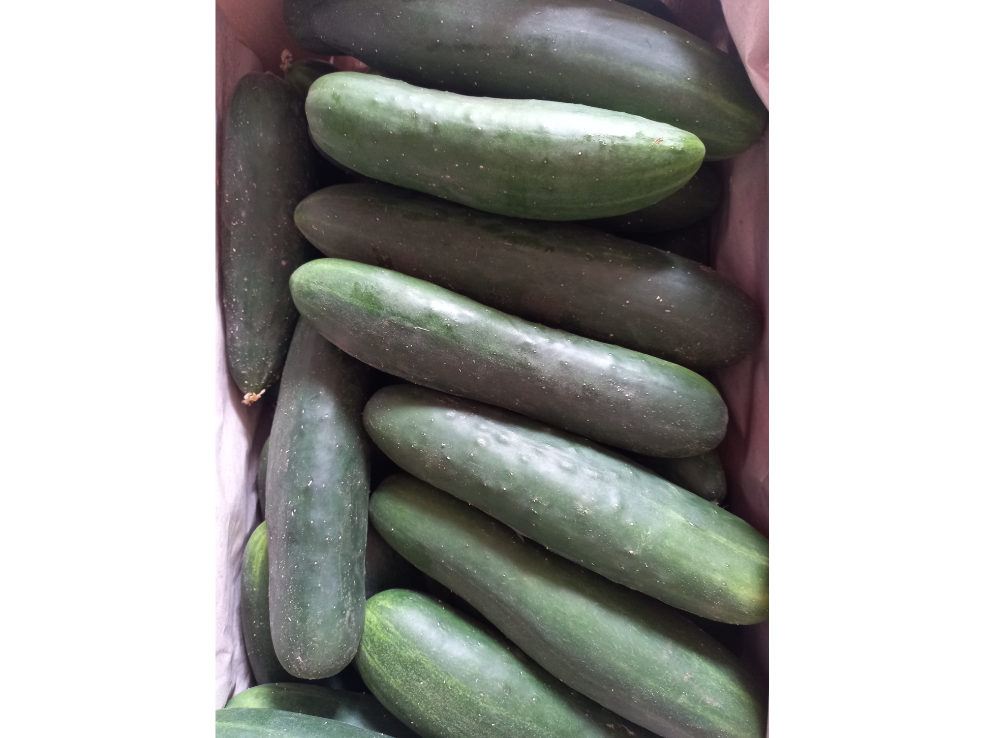 🥒Pepino Agro 500gr📣