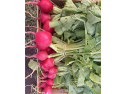 Rabanitos Agro 📣