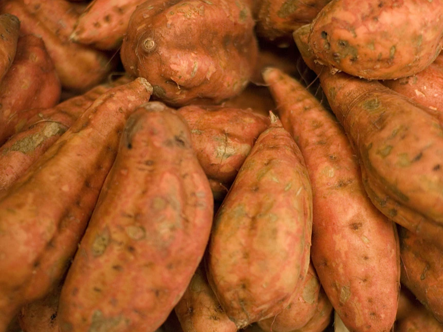 Batata boniato Agro