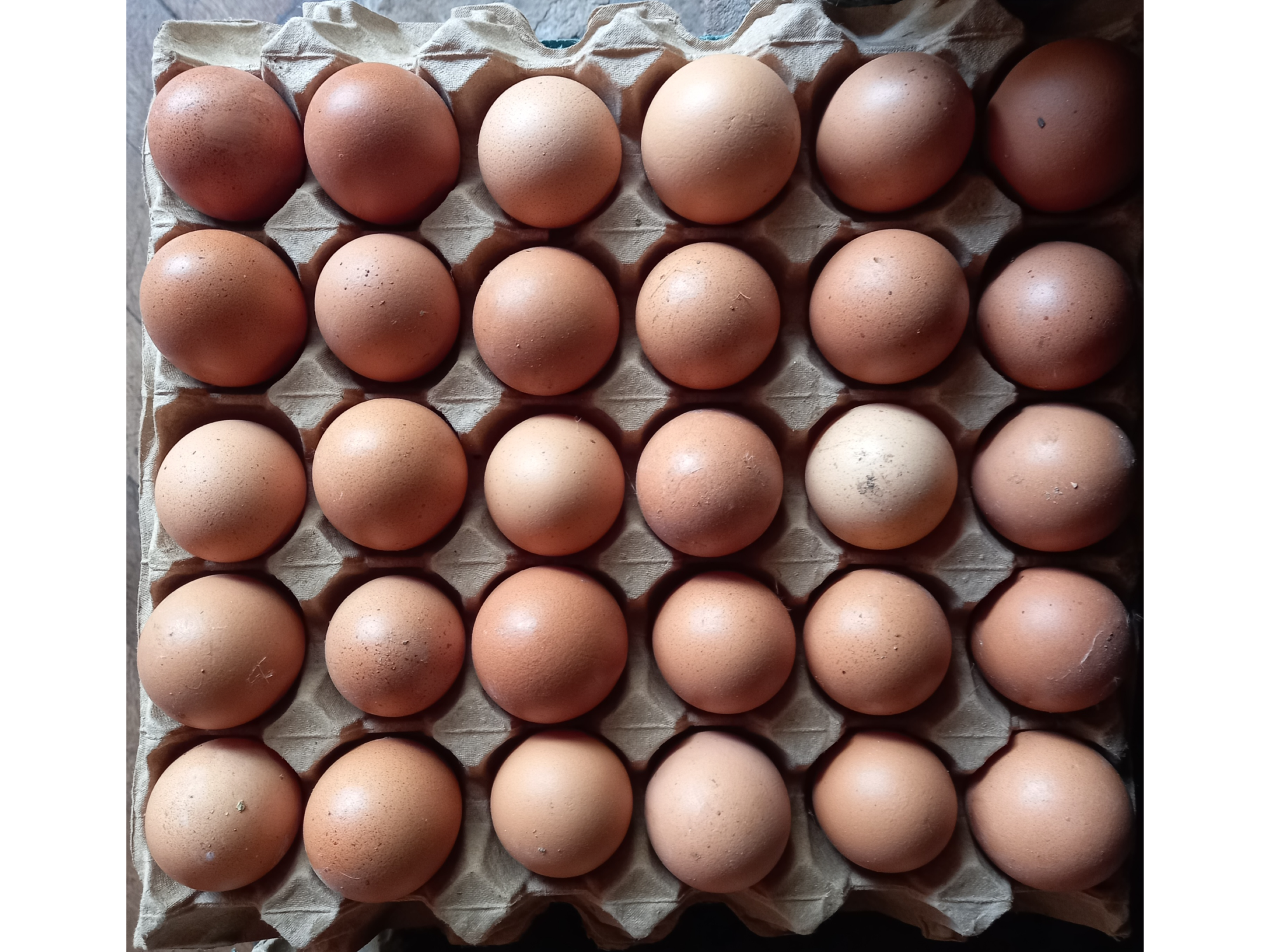 🍳Huevos Agroecologicos - Gallinas libres. de Plan orgánico - Ituzaingó