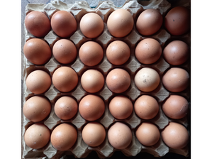 🍳Huevos Agroecologicos - Gallinas libres. de Plan orgánico - Ituzaingó