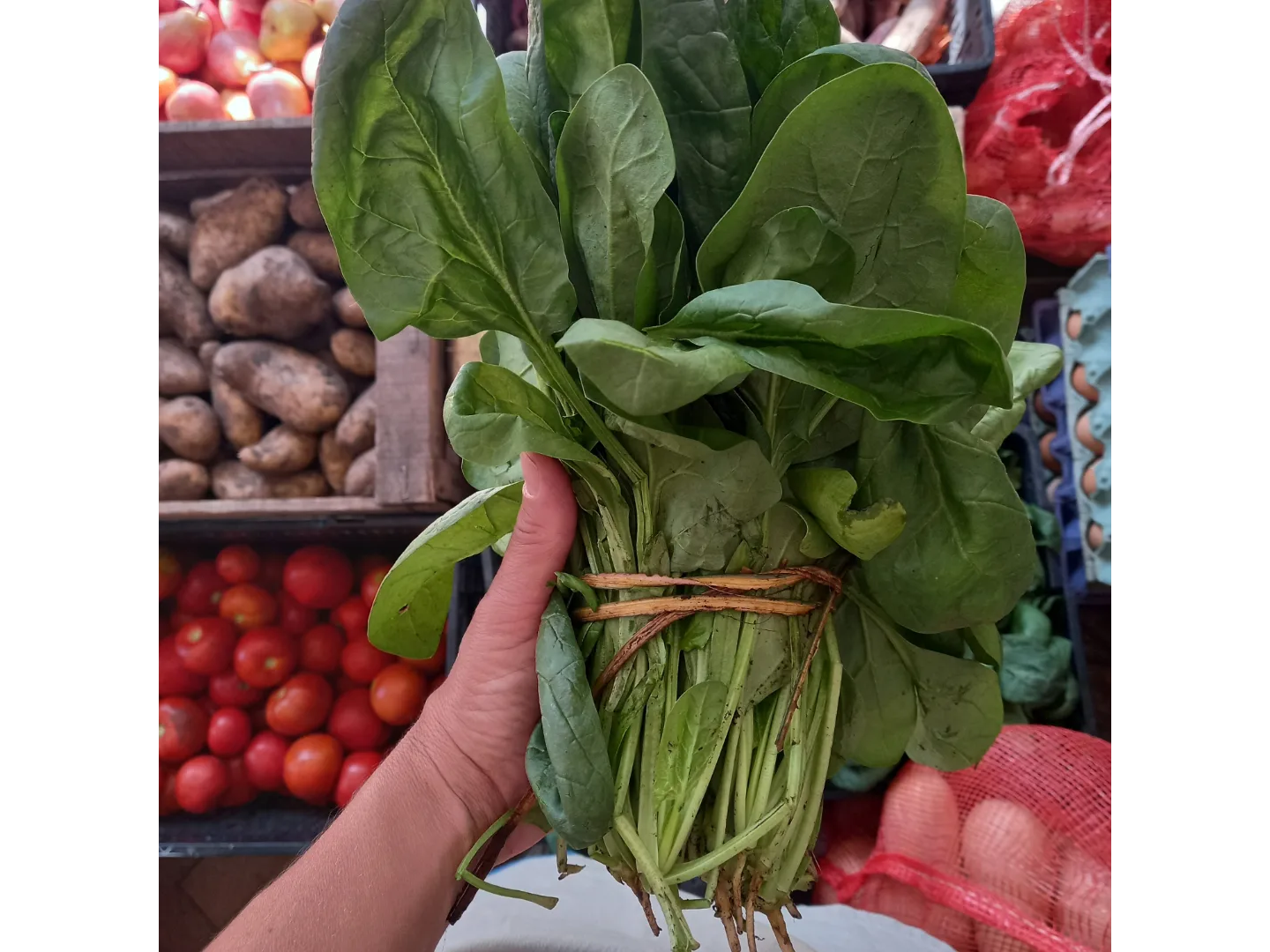 Espinaca Agro (A confirmar)