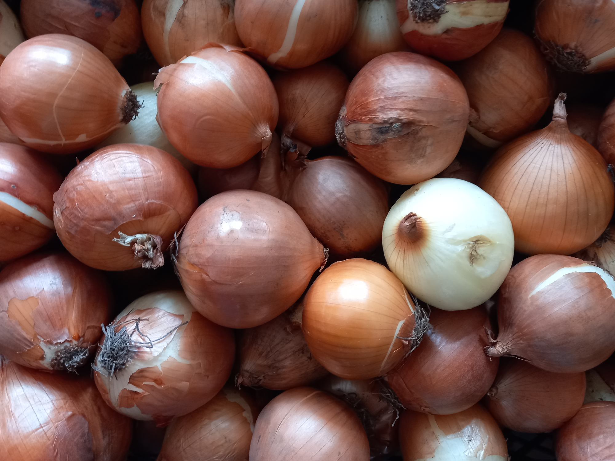 🧅Cebolla orgánica San nicolas