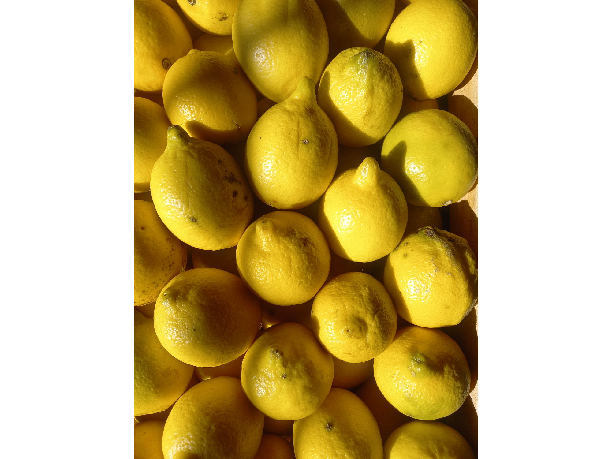 🍋Limón Agroecológico