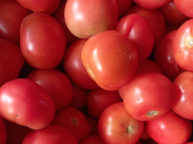 🍅Tomate Agro