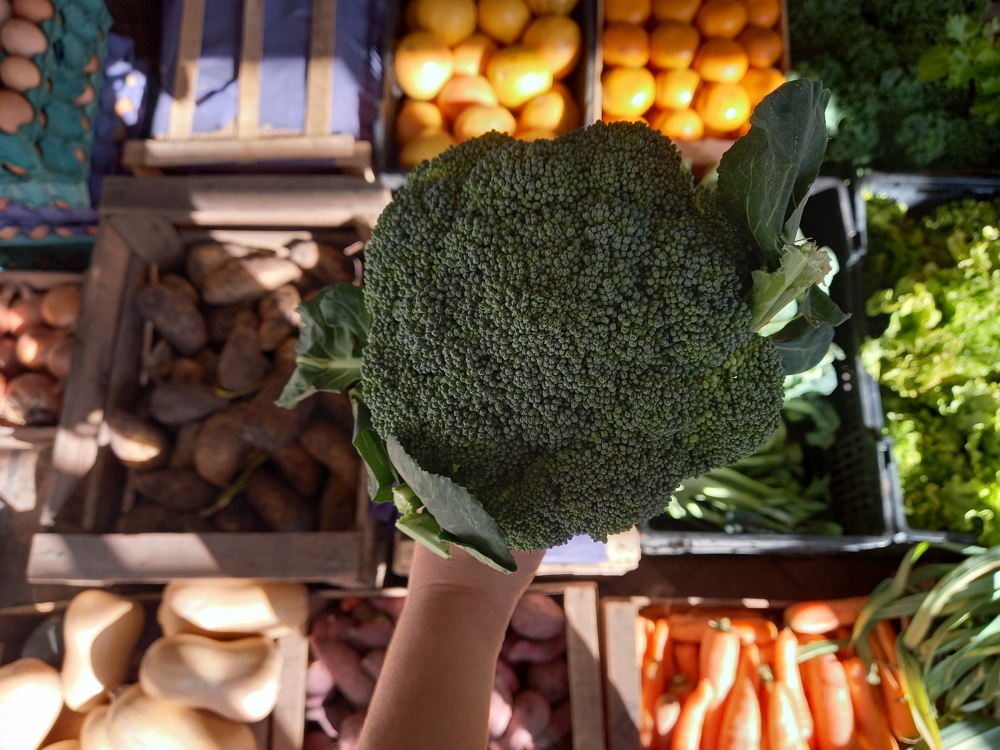 🥦Brocoli Agro 500gr (a confirmar)