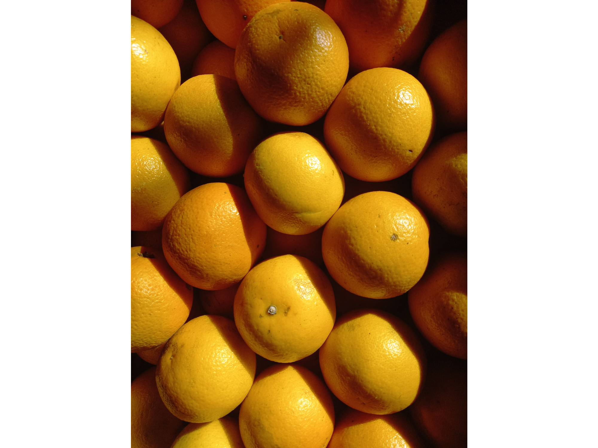 🍊Naranja Agro