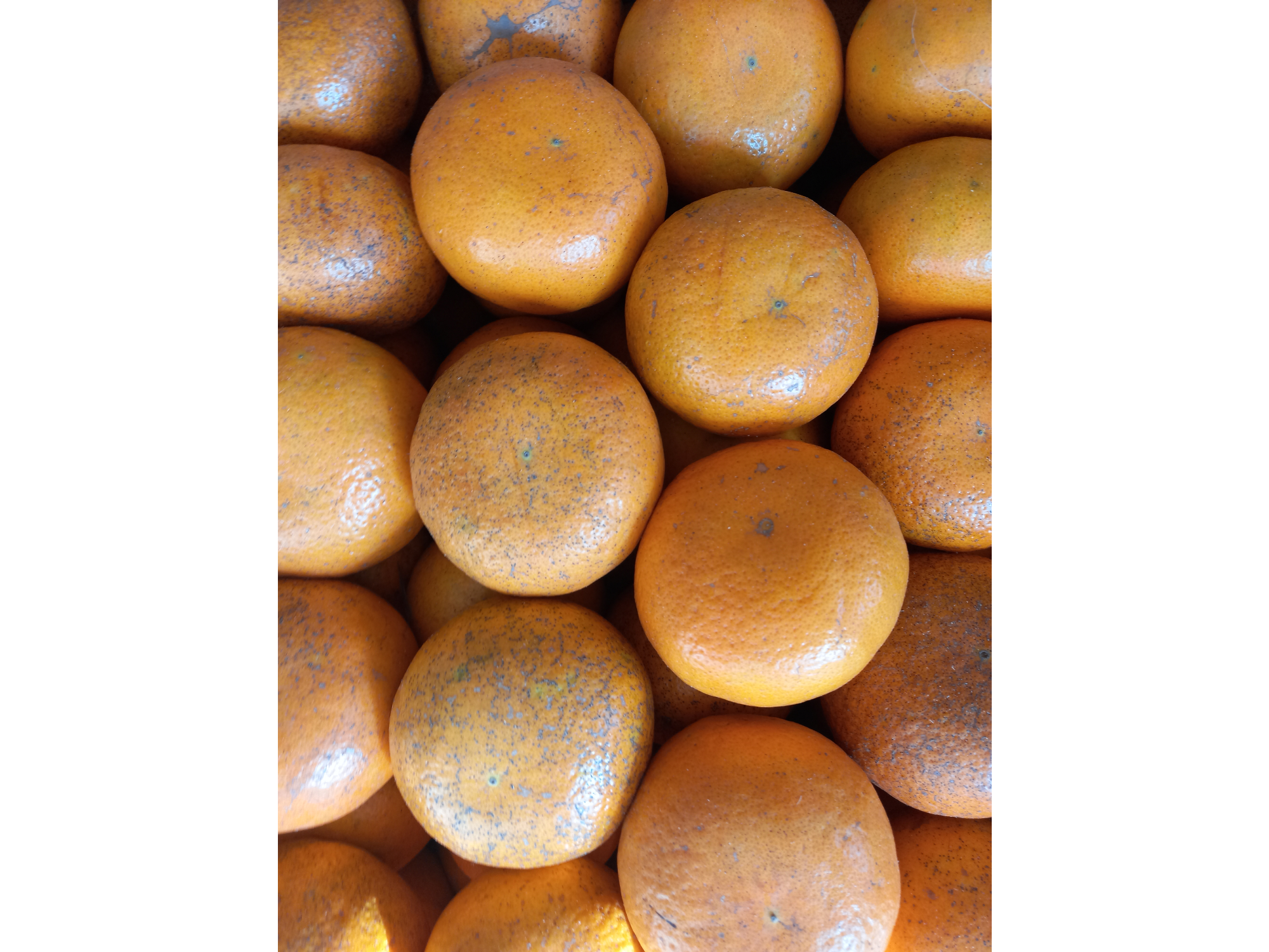 🧡Mandarina Agroecológica