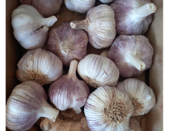 🧄Ajo Agro