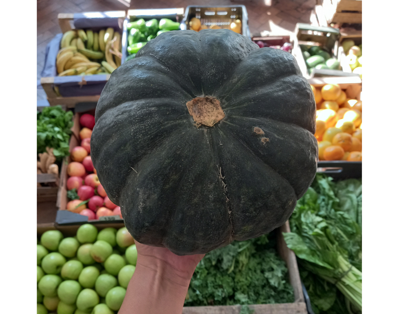 Cabutia Agro 1k