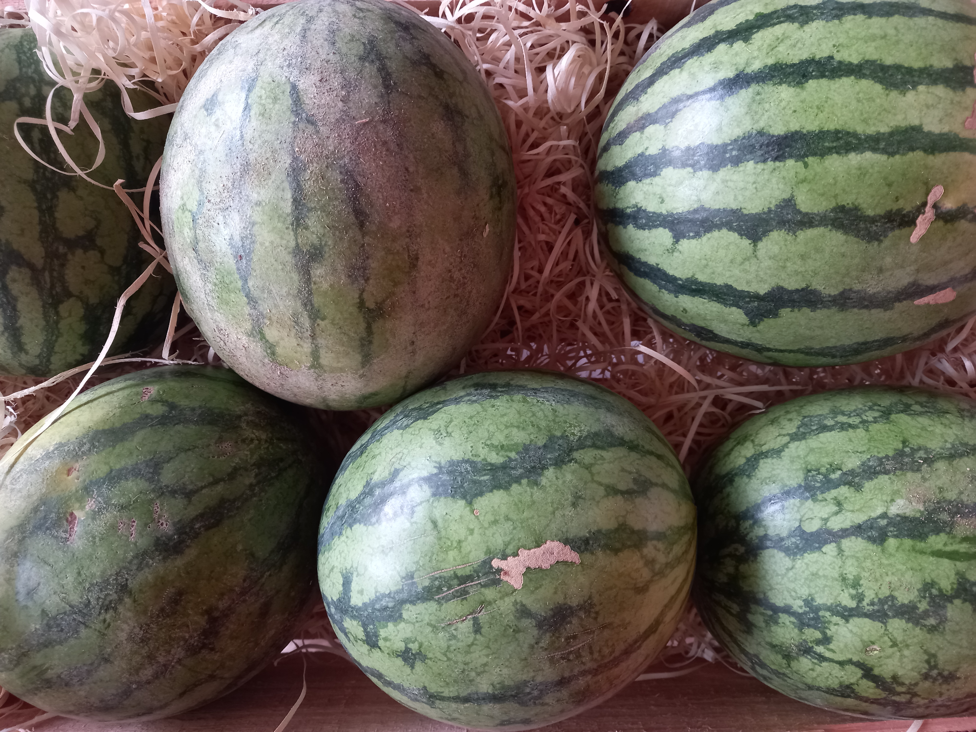 Sandía chica San Nicolás 2k aprox.