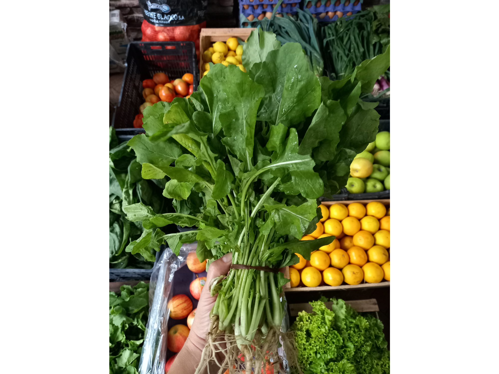 🌱Rúcula Agro (A confirmar)📣