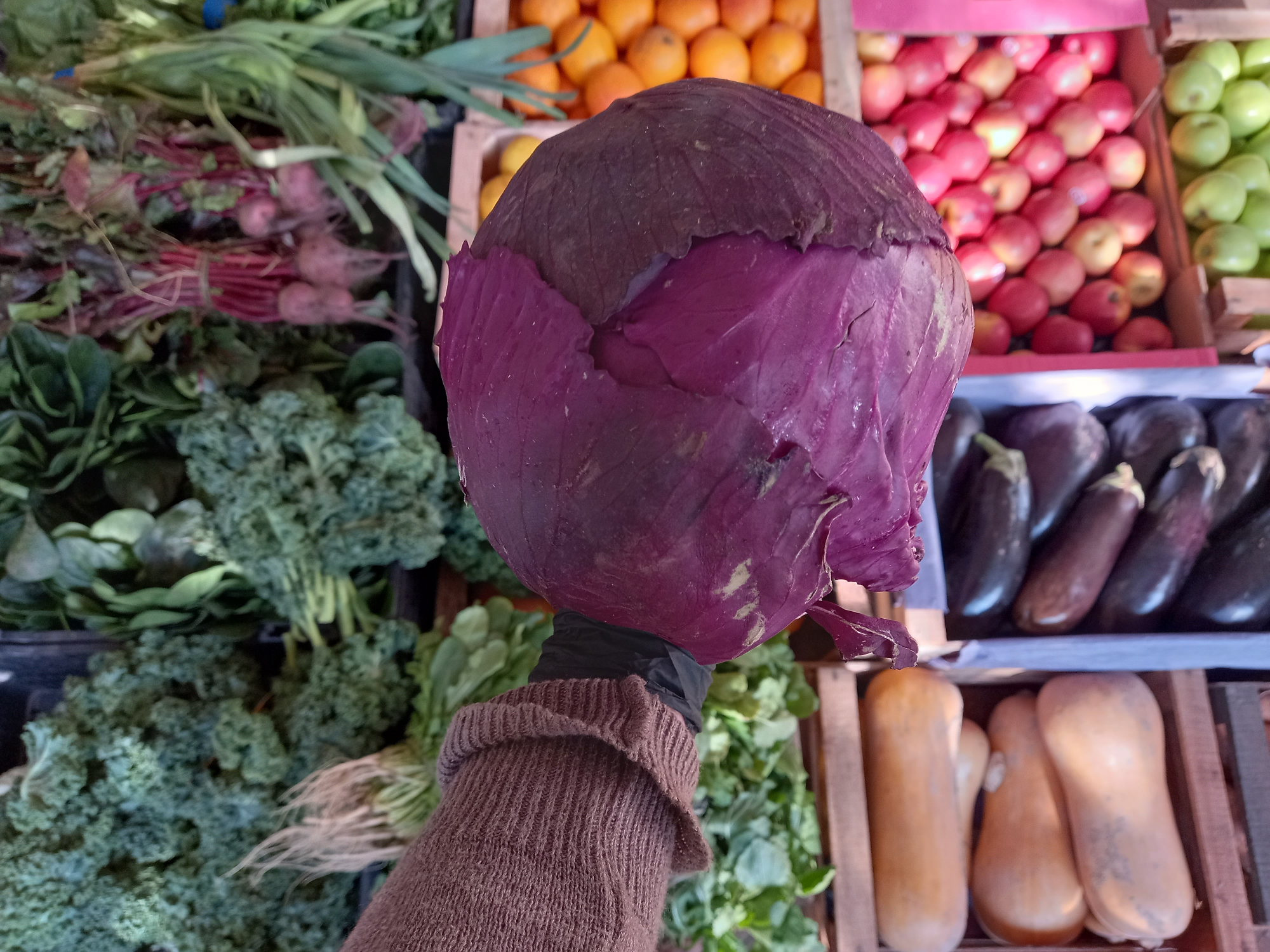 Repollo colorado Agro 1k