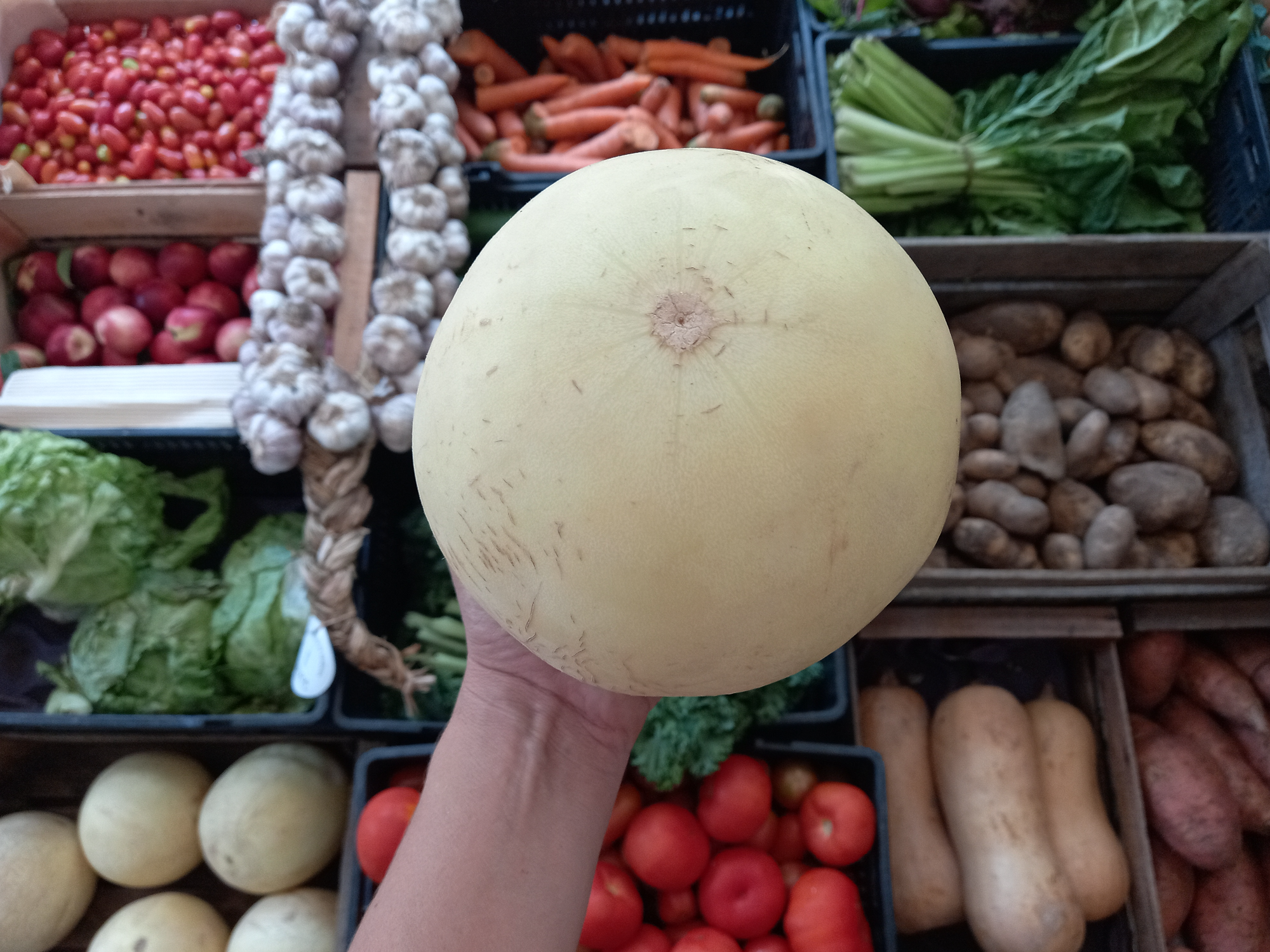 🍈Melón Ecotipa 1.5k (A confirmar)📣