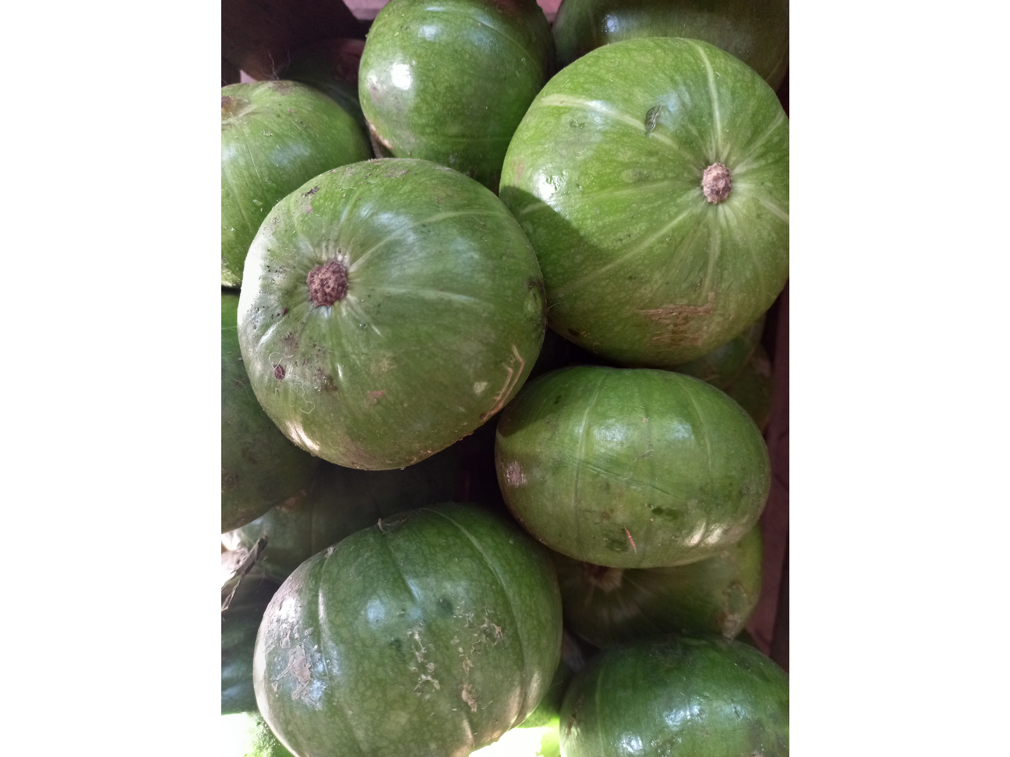 Zapallitos verdes Agro (A confirmar)
