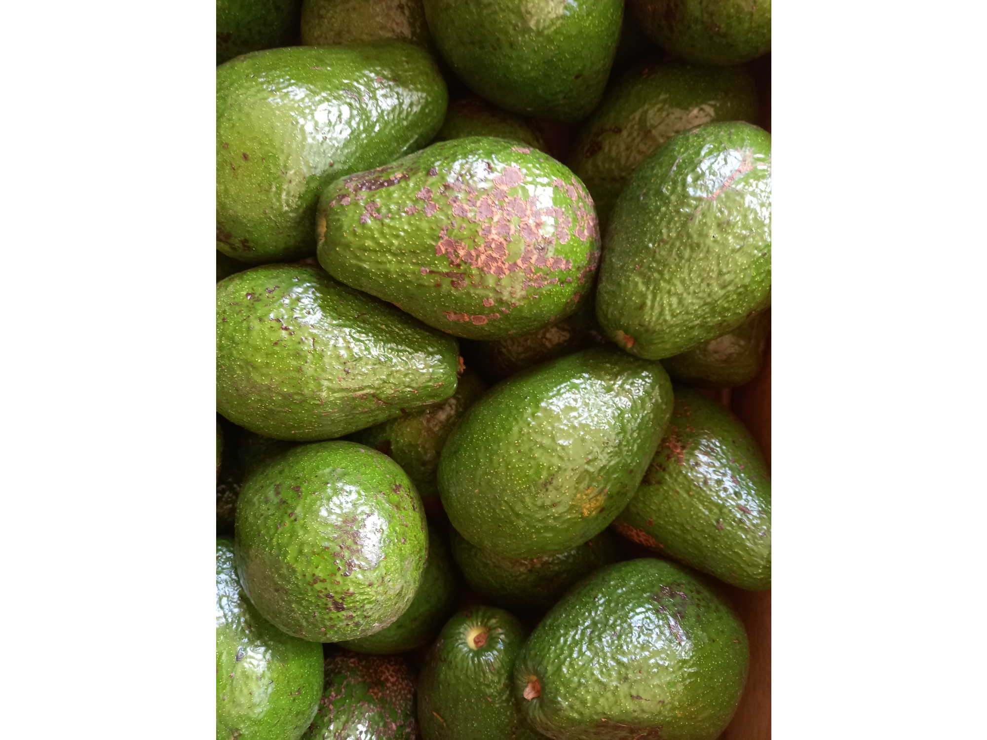 🥑Palta Agro (A confirmar)