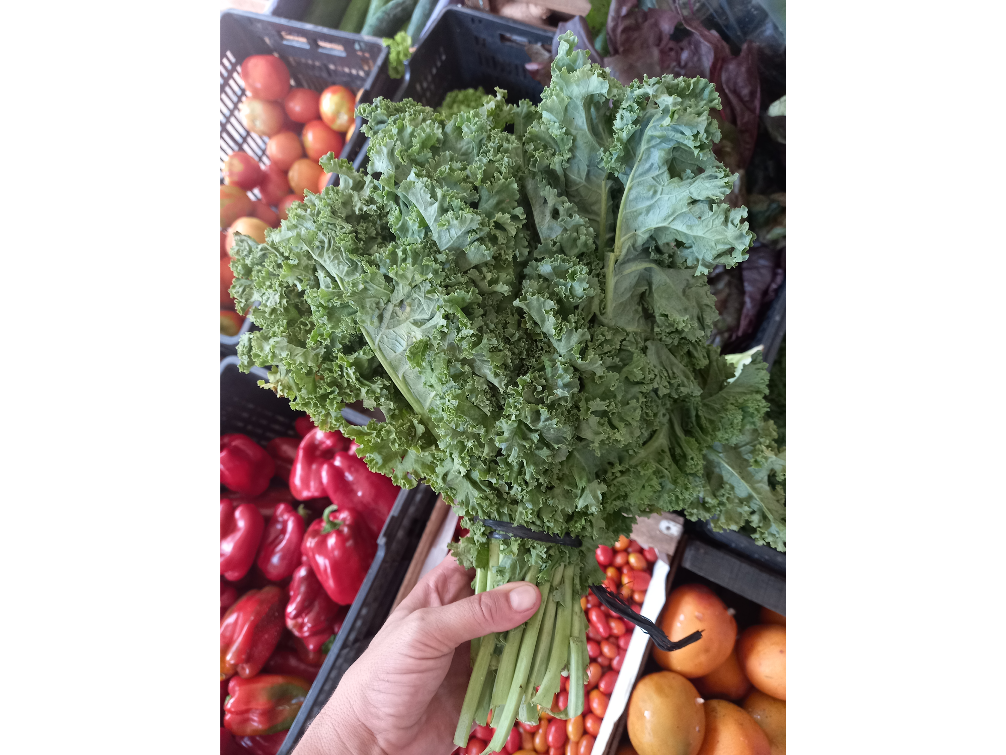 Kale Agro