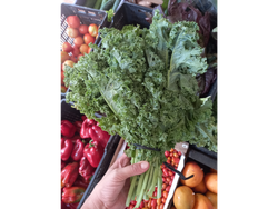 Kale Agro